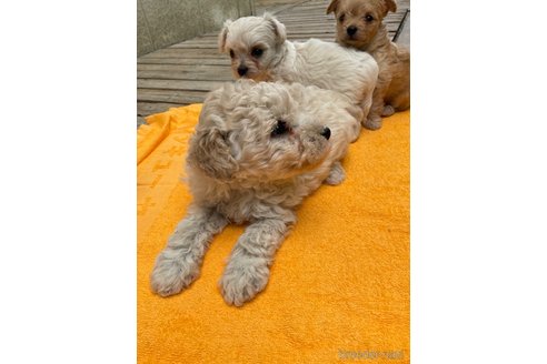 成約済の長野県のトイプードル-316956の4枚目