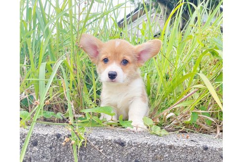 成約済の千葉県のウェルシュコーギーペンブローク-315019の5枚目