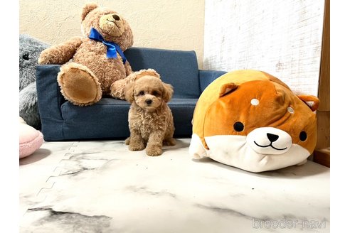 成約済の滋賀県のトイプードル-315868の4枚目