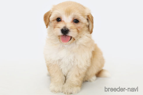 成約済の神奈川県のマルプー:マルチーズ×トイプードル-312294