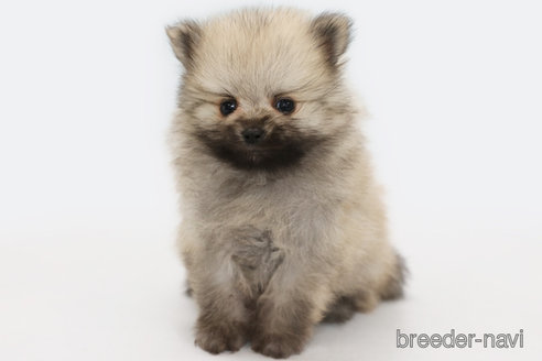 成約済の神奈川県のポメラニアン-313817の1枚目