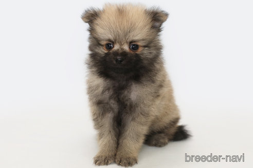 成約済の神奈川県のポメラニアン-313819の1枚目