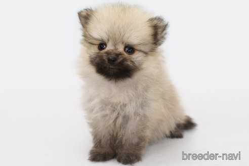 成約済の神奈川県のポメラニアン-313820の1枚目