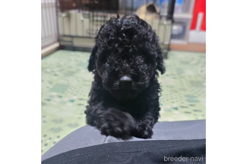 成約済の岡山県のトイプードル-311889の4枚目