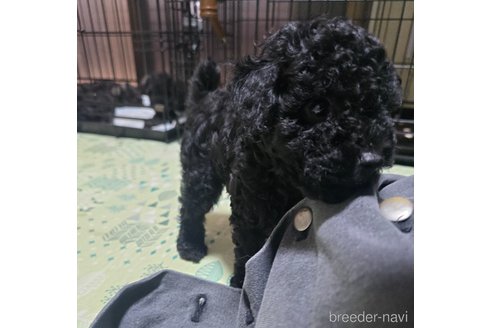 成約済の岡山県のトイプードル-311889の3枚目