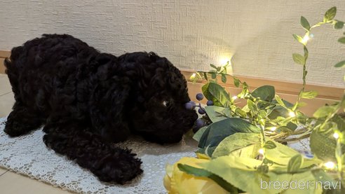成約済の広島県のトイプードル-311253の16枚目