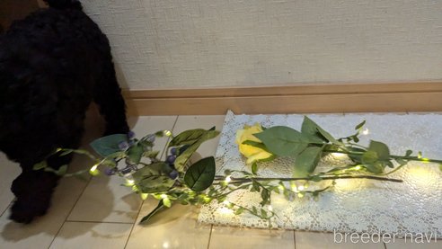 成約済の広島県のトイプードル-311253の12枚目