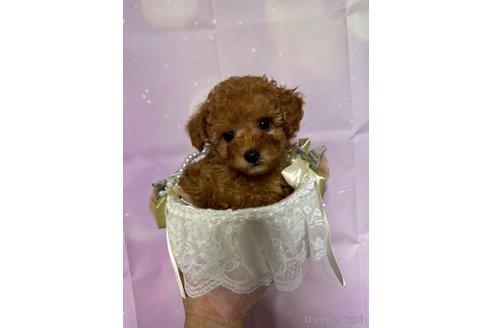 成約済の福岡県のティーカッププードル-315530の11枚目