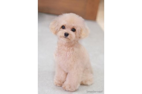チェリーちゃん1枚目