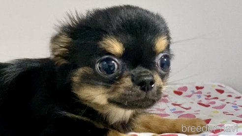 成約済の東京都のチワワ(ロングコート)-308423の9枚目