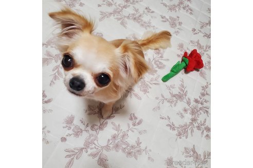 ミントちゃん1枚目