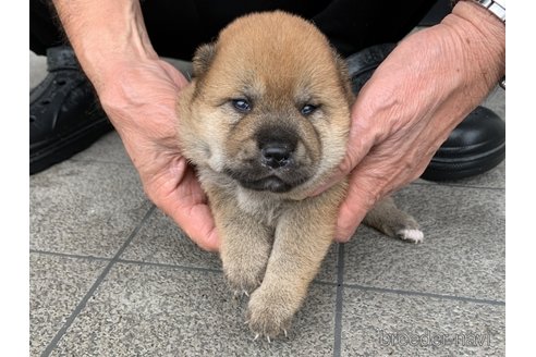 成約済の長崎県の柴犬-319986の5枚目