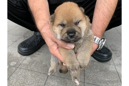 成約済の長崎県の柴犬-319986の2枚目
