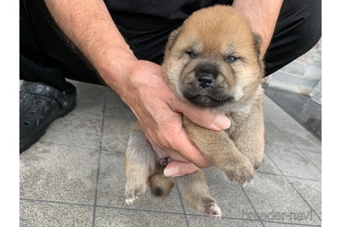 成約済の長崎県の柴犬-319986の3枚目