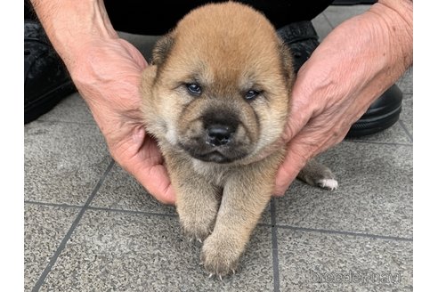 成約済の長崎県の柴犬-319986の4枚目