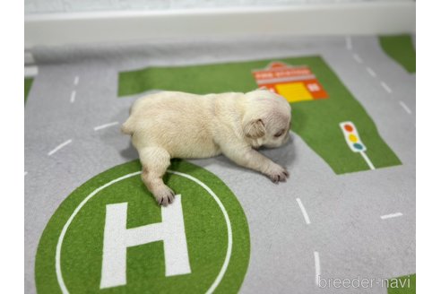 成約済の愛知県のフレンチブルドッグ-320003の2枚目