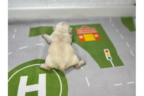 成約済の愛知県のフレンチブルドッグ-320003の3枚目