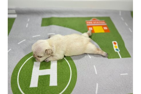成約済の愛知県のフレンチブルドッグ-320003の4枚目