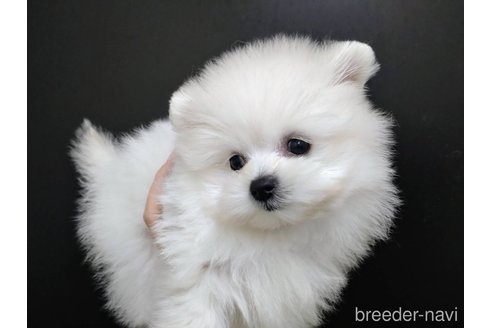 成約済の北海道のミックス犬-313947の2枚目