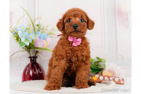 成約済の神奈川県のトイプードル-320047の12枚目