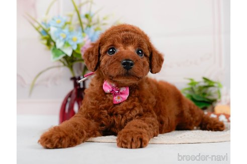 成約済の神奈川県のトイプードル-320047の13枚目