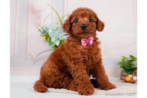 成約済の神奈川県のトイプードル-320047の8枚目