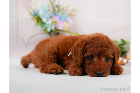 成約済の神奈川県のトイプードル-320047の9枚目