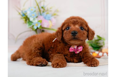 成約済の神奈川県のトイプードル-320047の11枚目