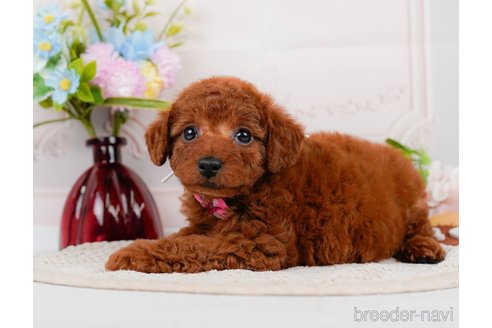 成約済の神奈川県のトイプードル-320047の2枚目