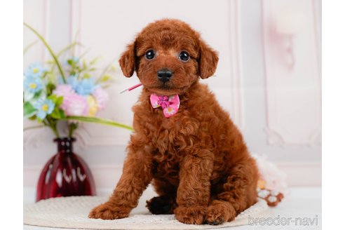 成約済の神奈川県のトイプードル-320047の3枚目