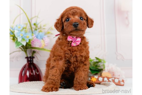 成約済の神奈川県のトイプードル-320047の5枚目