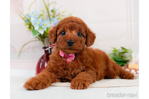 成約済の神奈川県のトイプードル-320047の4枚目