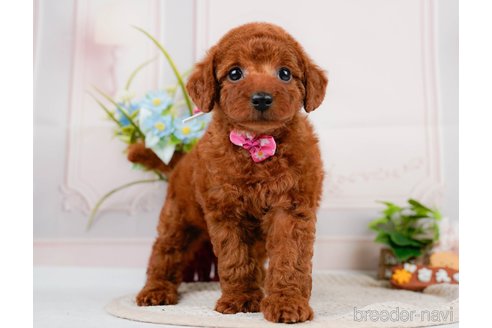 成約済の神奈川県のトイプードル-320047の6枚目