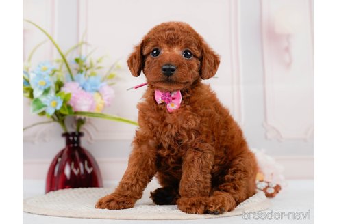 成約済の神奈川県のトイプードル-320047の7枚目