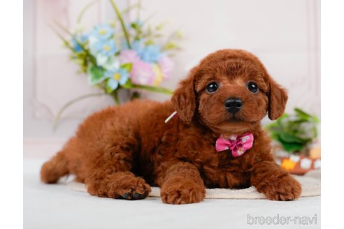 成約済の神奈川県のトイプードル-320047