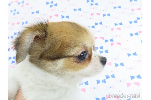 成約済の千葉県のチワワ(ロングコート)-314394の4枚目