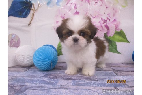 成約済の鳥取県のシーズー-320050の2枚目