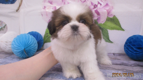 成約済の鳥取県のシーズー-320050の1枚目