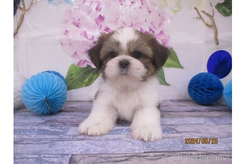 成約済の鳥取県のシーズー-320052の3枚目