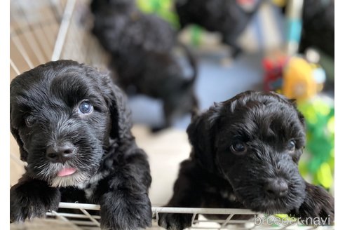 成約済の東京都のその他の犬種-320060の2枚目