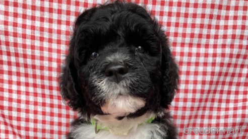 成約済の東京都のその他の犬種-320057の1枚目