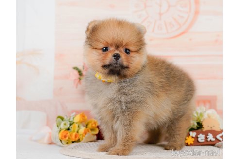 成約済の神奈川県のポメラニアン-320070の10枚目