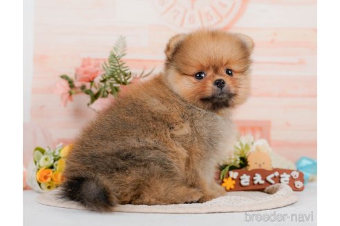 成約済の神奈川県のポメラニアン-320070の11枚目