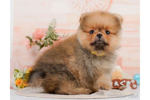 成約済の神奈川県のポメラニアン-320070の12枚目