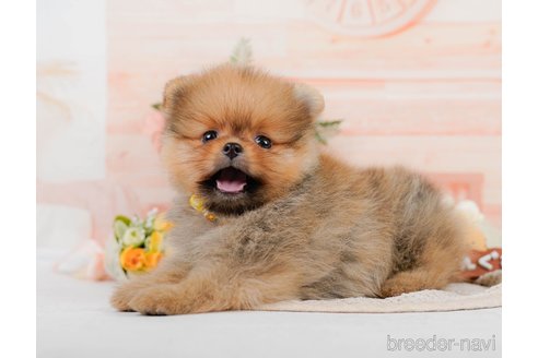 成約済の神奈川県のポメラニアン-320070の13枚目