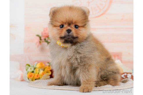 成約済の神奈川県のポメラニアン-320070の14枚目