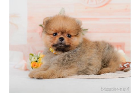 成約済の神奈川県のポメラニアン-320070の5枚目