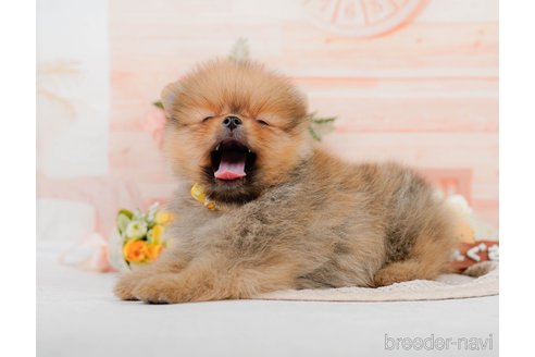 成約済の神奈川県のポメラニアン-320070の6枚目