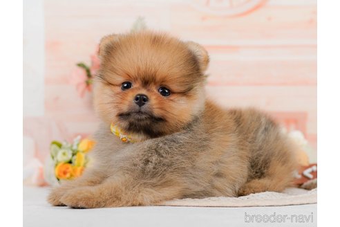 成約済の神奈川県のポメラニアン-320070の7枚目