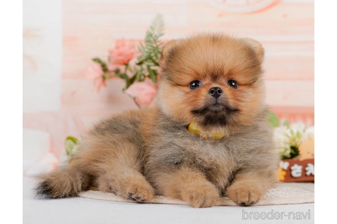 成約済の神奈川県のポメラニアン-320070の9枚目